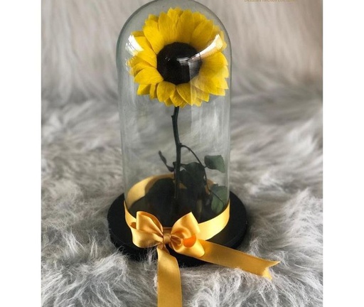 Girasol preservado 